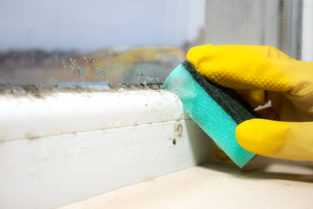 Best Emergency Mold Remediation in Leominster, MA