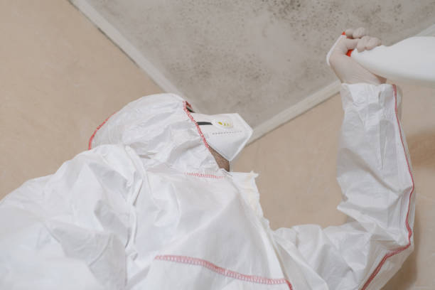Best Basement Mold Remediation in Leominster, MA