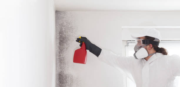 Best Insurance-Related Mold Remediation in Leominster, MA