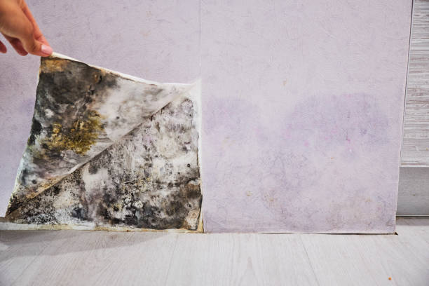 Best Commercial Mold Remediation in Leominster, MA